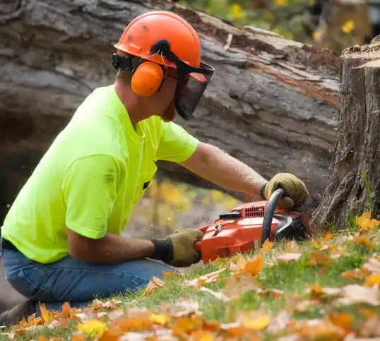 tree services Auxier